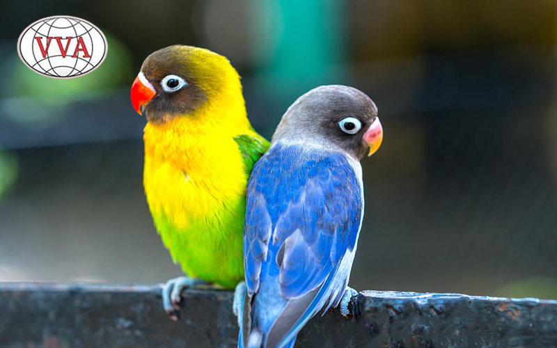Hình 3: Vẹt Lovebirds